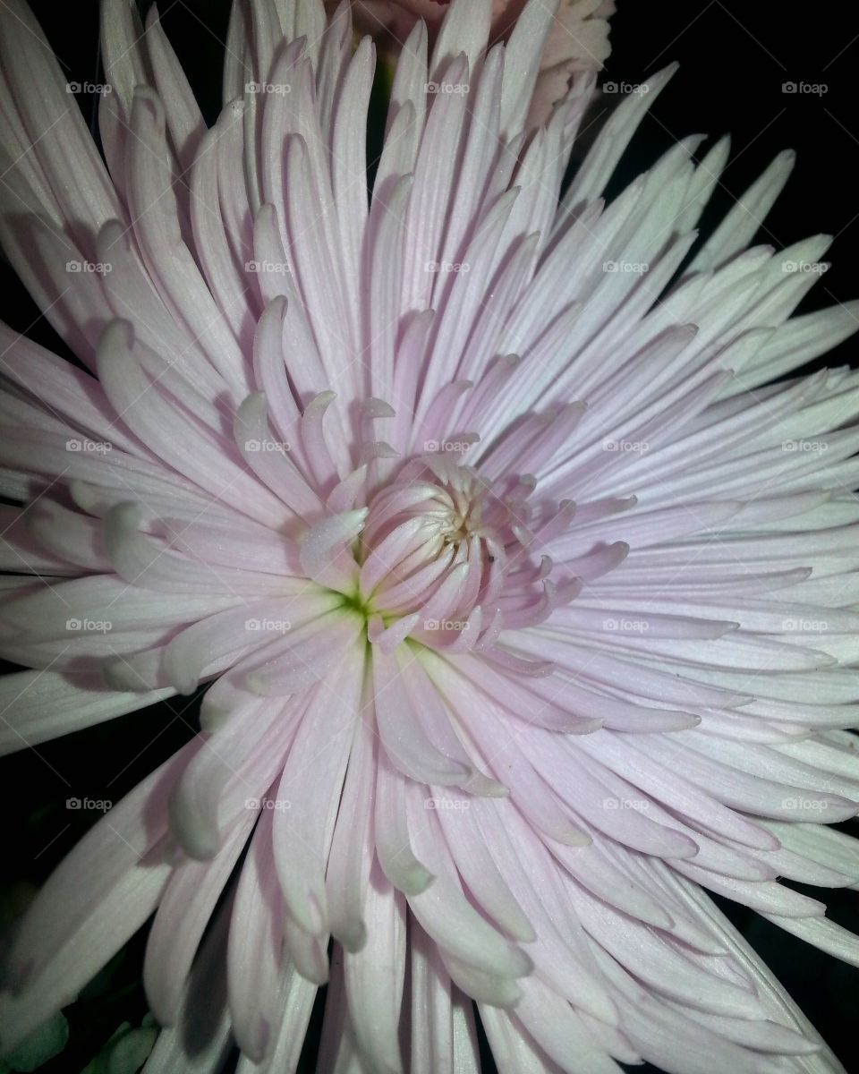 Chrysanthemum