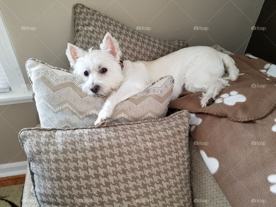 adorable dog chilling on the couch with pillows