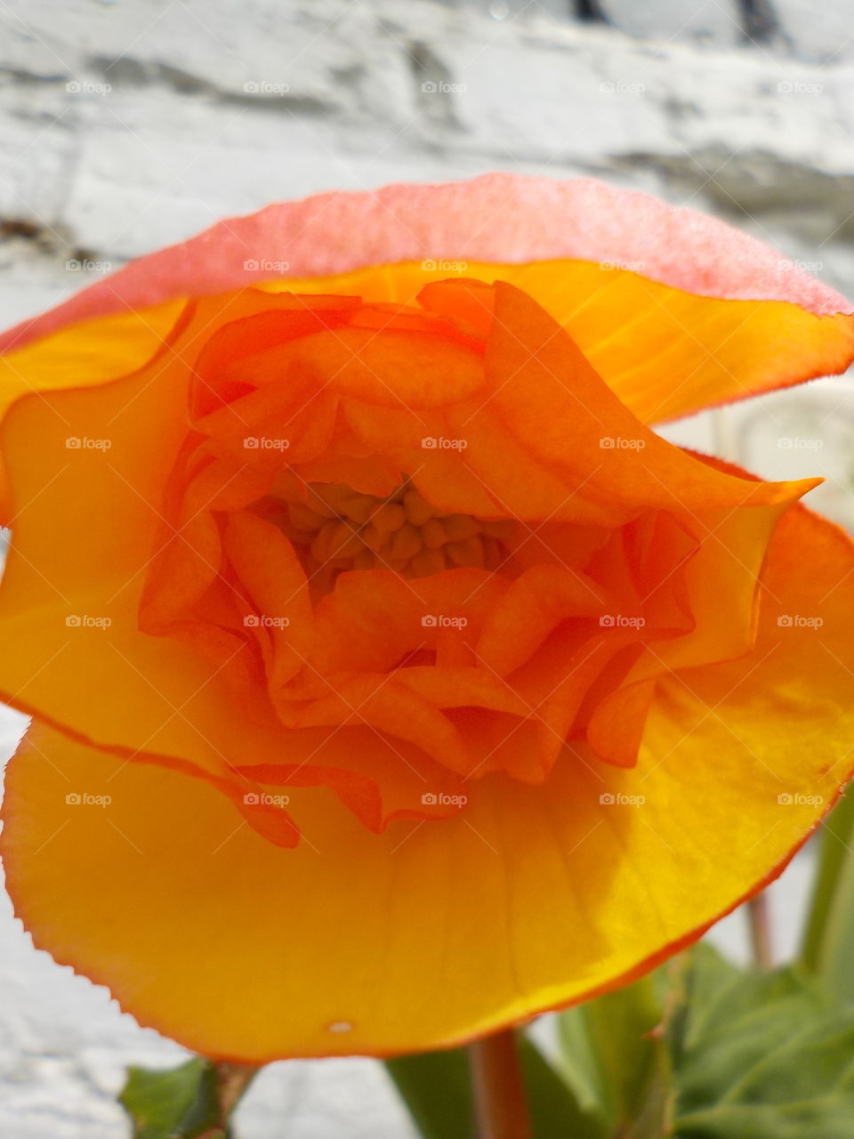 Begonias have unusual flower shape