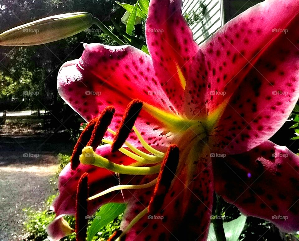 lily in bloom in the late afternoon sunshine