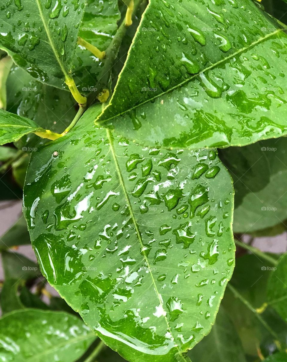 Liquids are cool. Rain on lemon tree leaves. Nature.