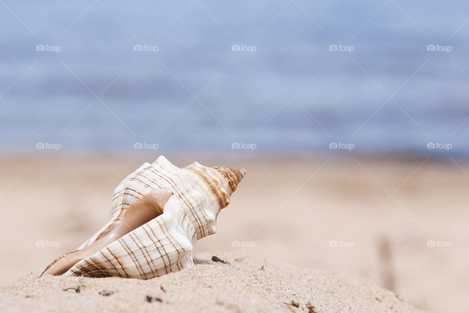 Sea shell 