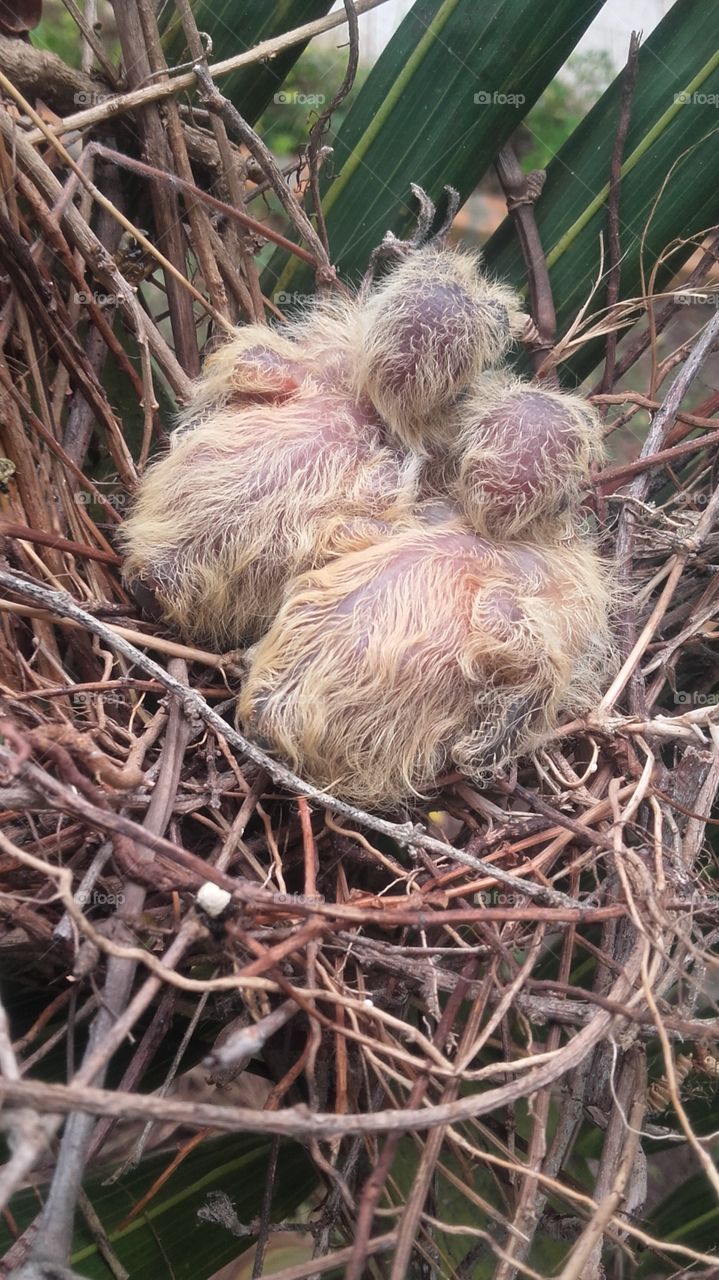 pássaros bebê recém nascidos lindos