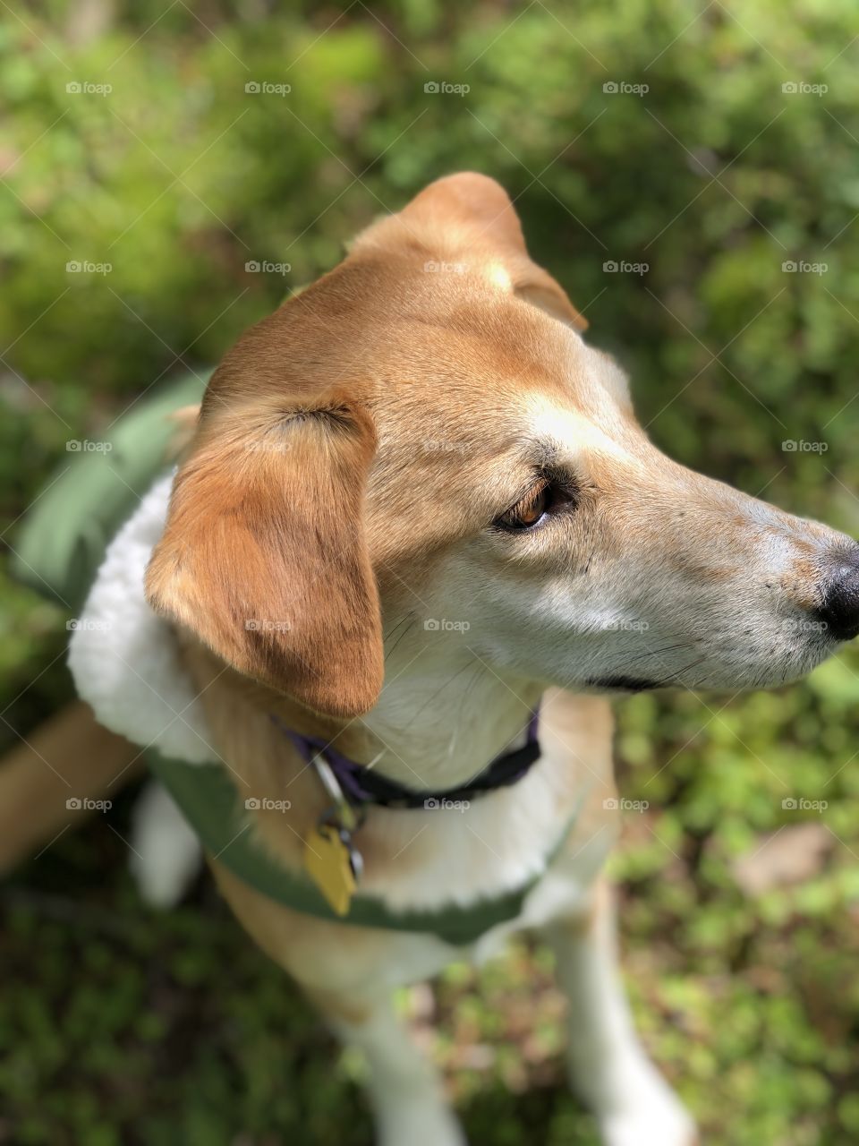 Closeup of pretty hound dog looking away wearing green coat and collar 