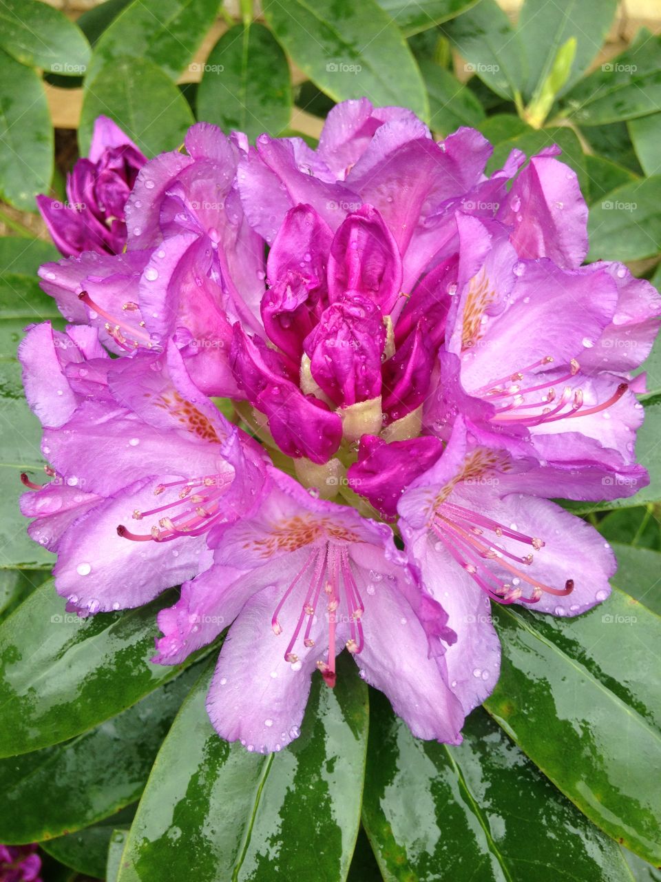 Close-up of rhododendron flower