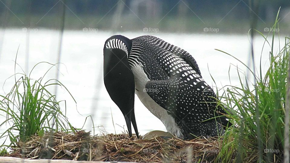 Common Loon egg turning