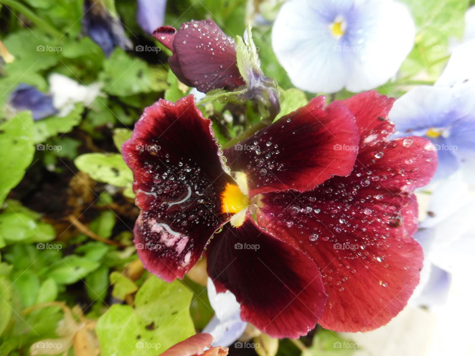 April showers bring may flowers