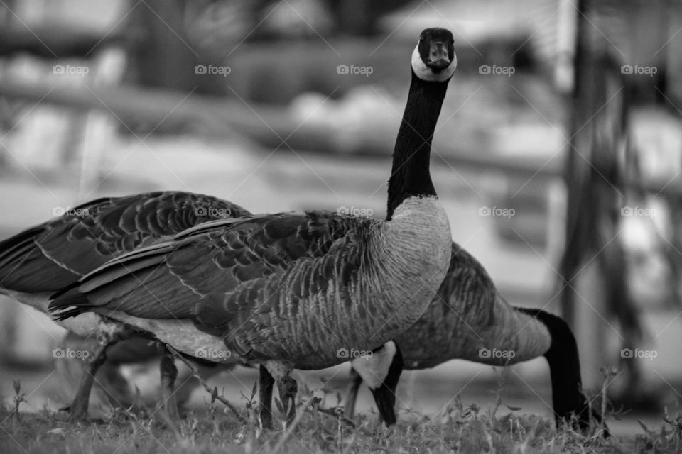 Goose caught me taking a pictures of them. Now we are on a staring contest as it investigates my presence. 
