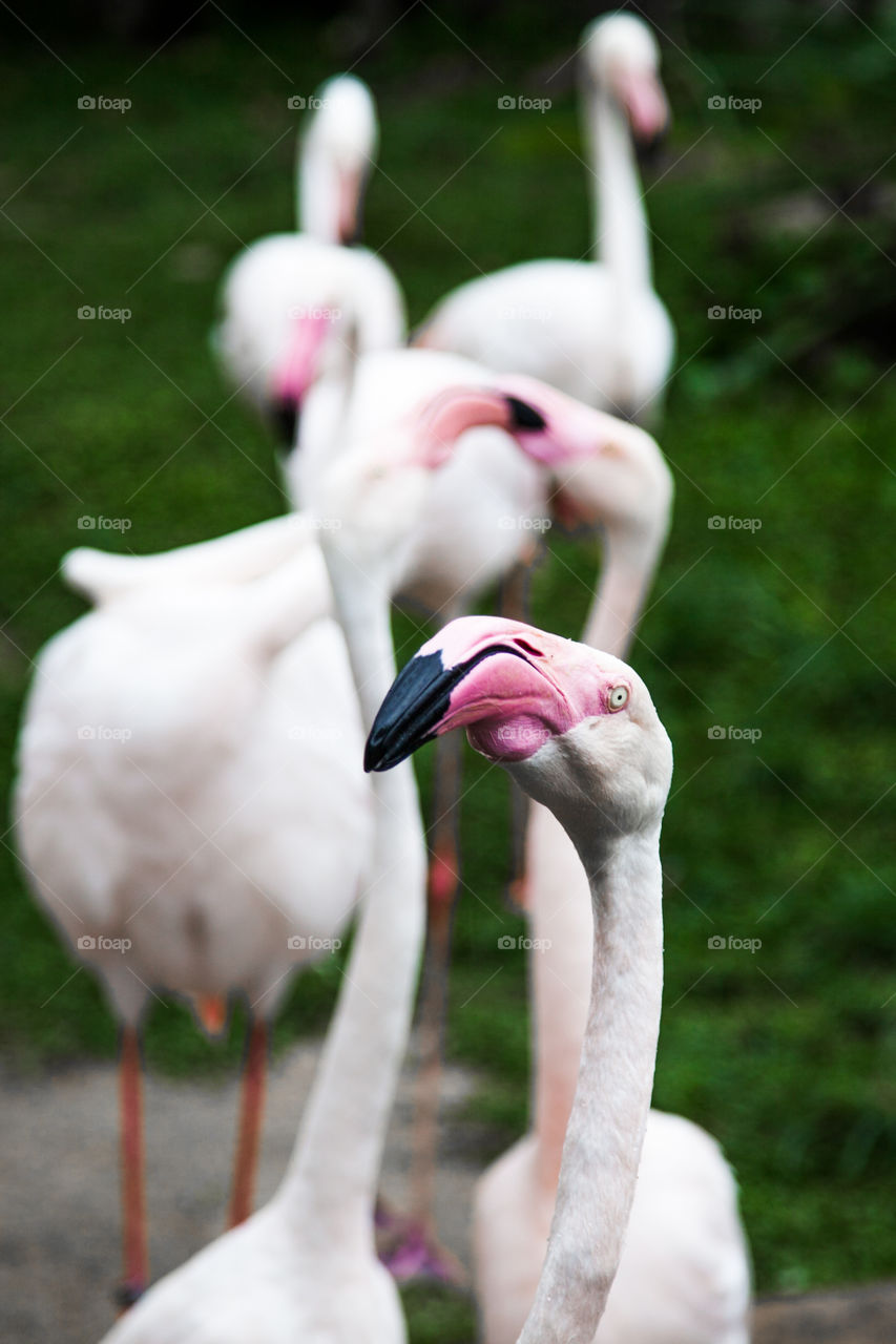 flamingos