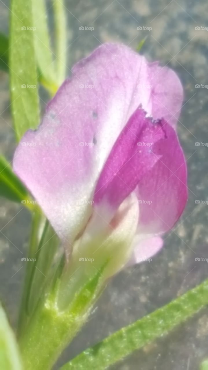 small purple flower closeup