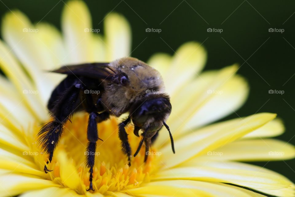 Bee