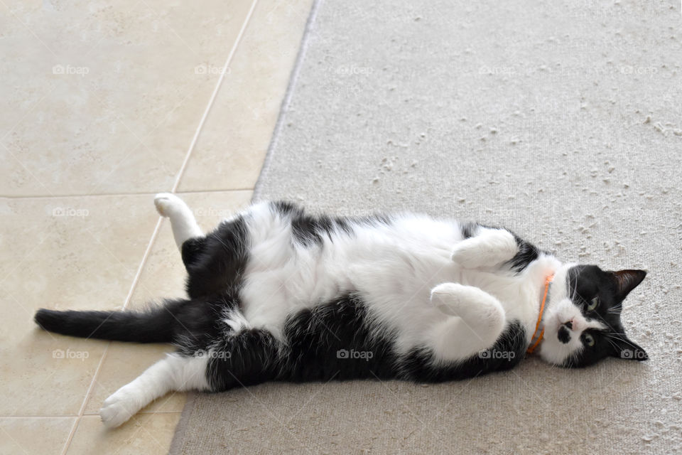Cat laying on the rug or carpet. Photo can be used for how to stop cat scratching the rug or carpet