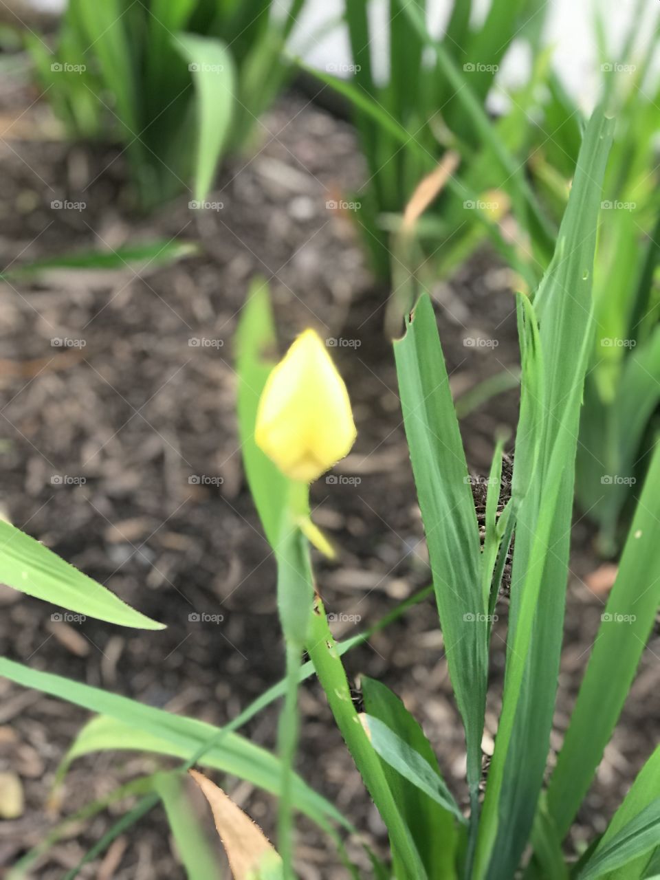 Yellow flower