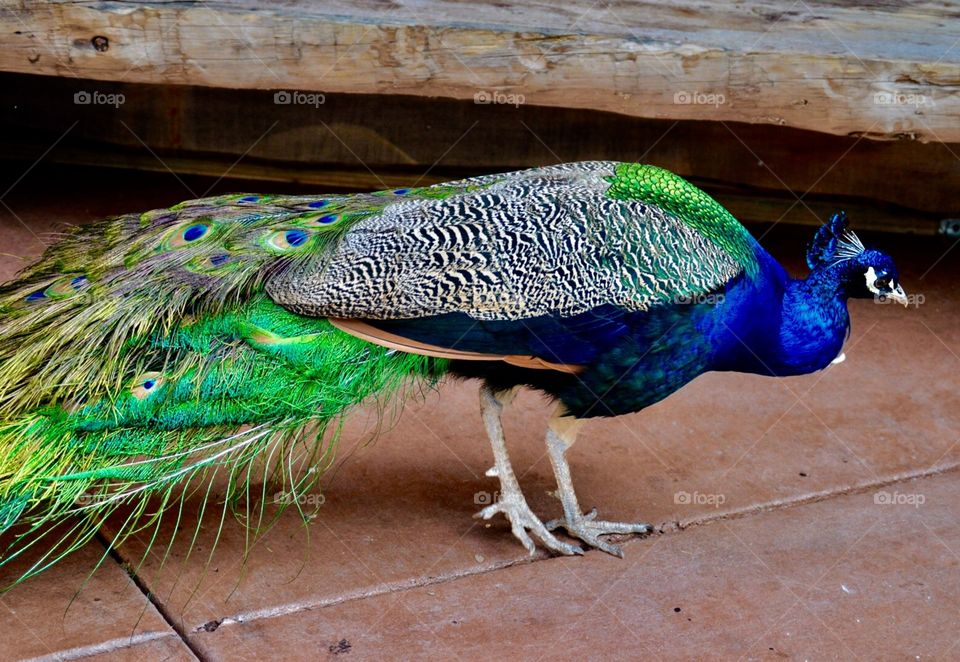 Perfect Peacock 