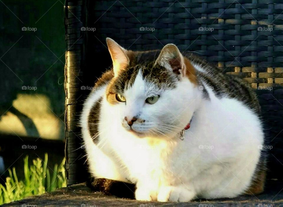 Cat in the evening sun