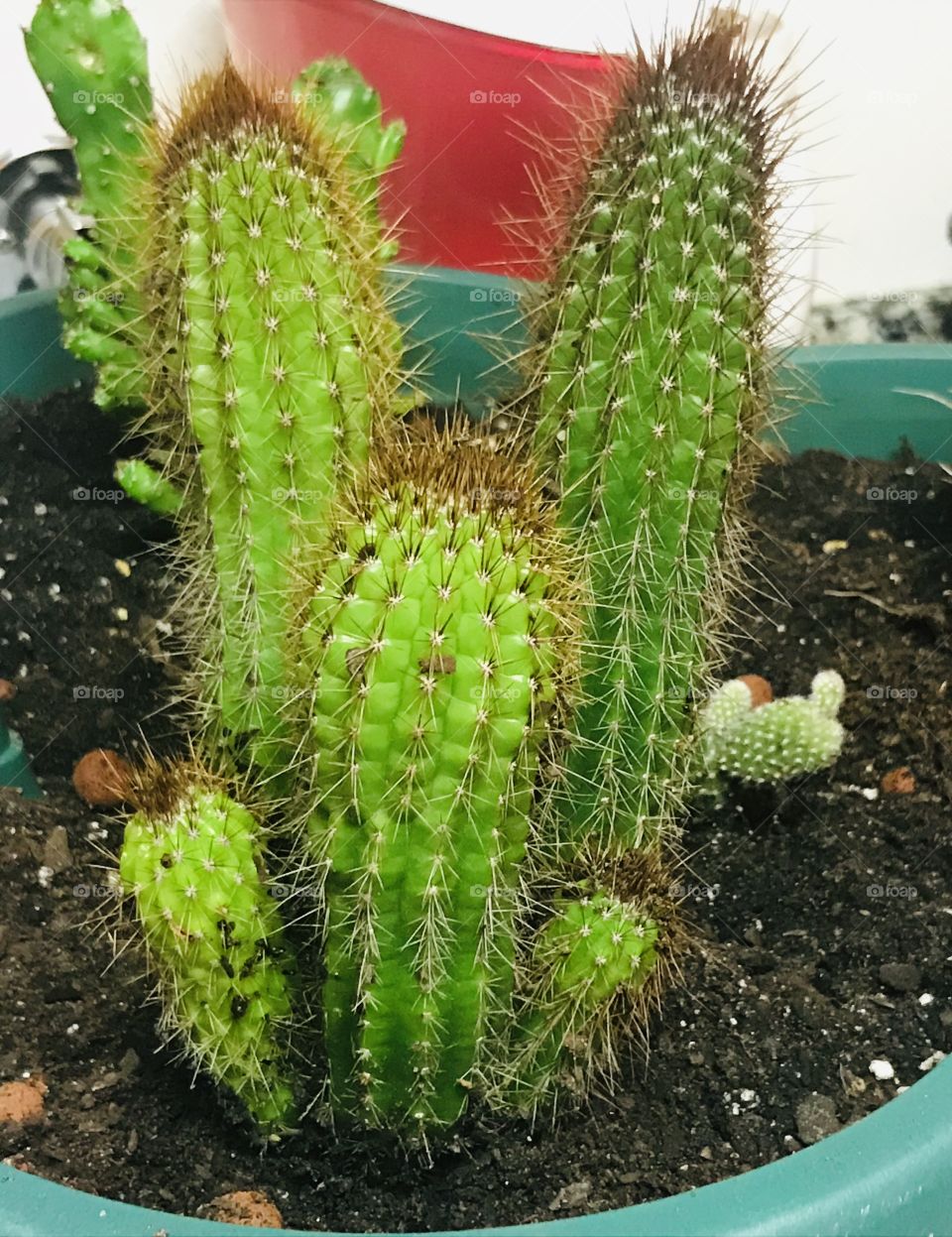 Cactos 