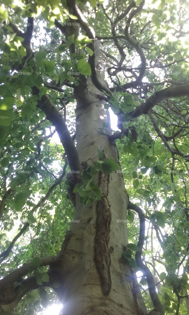 beech tree