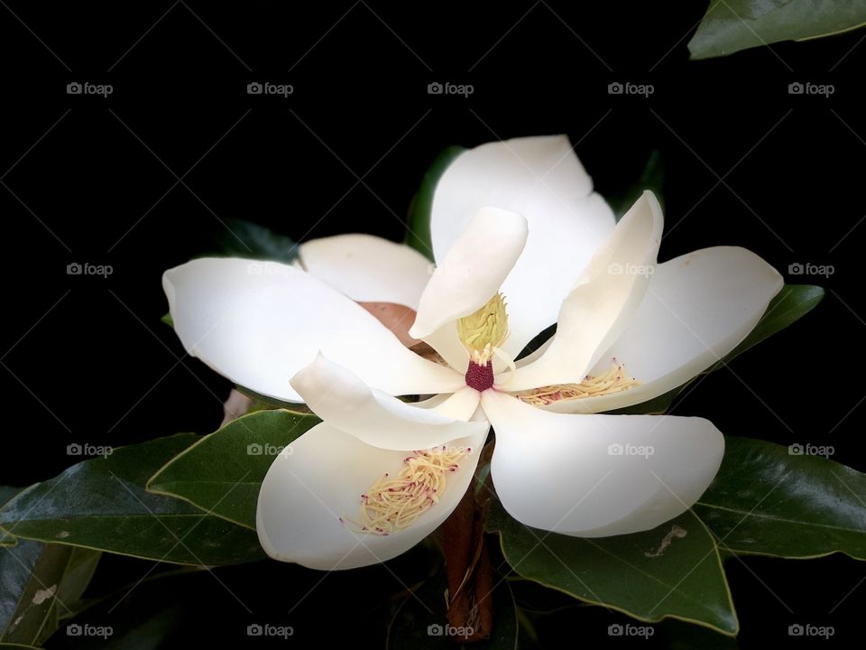 Perfect Magnolias! Stunning in Studio Light Photography 