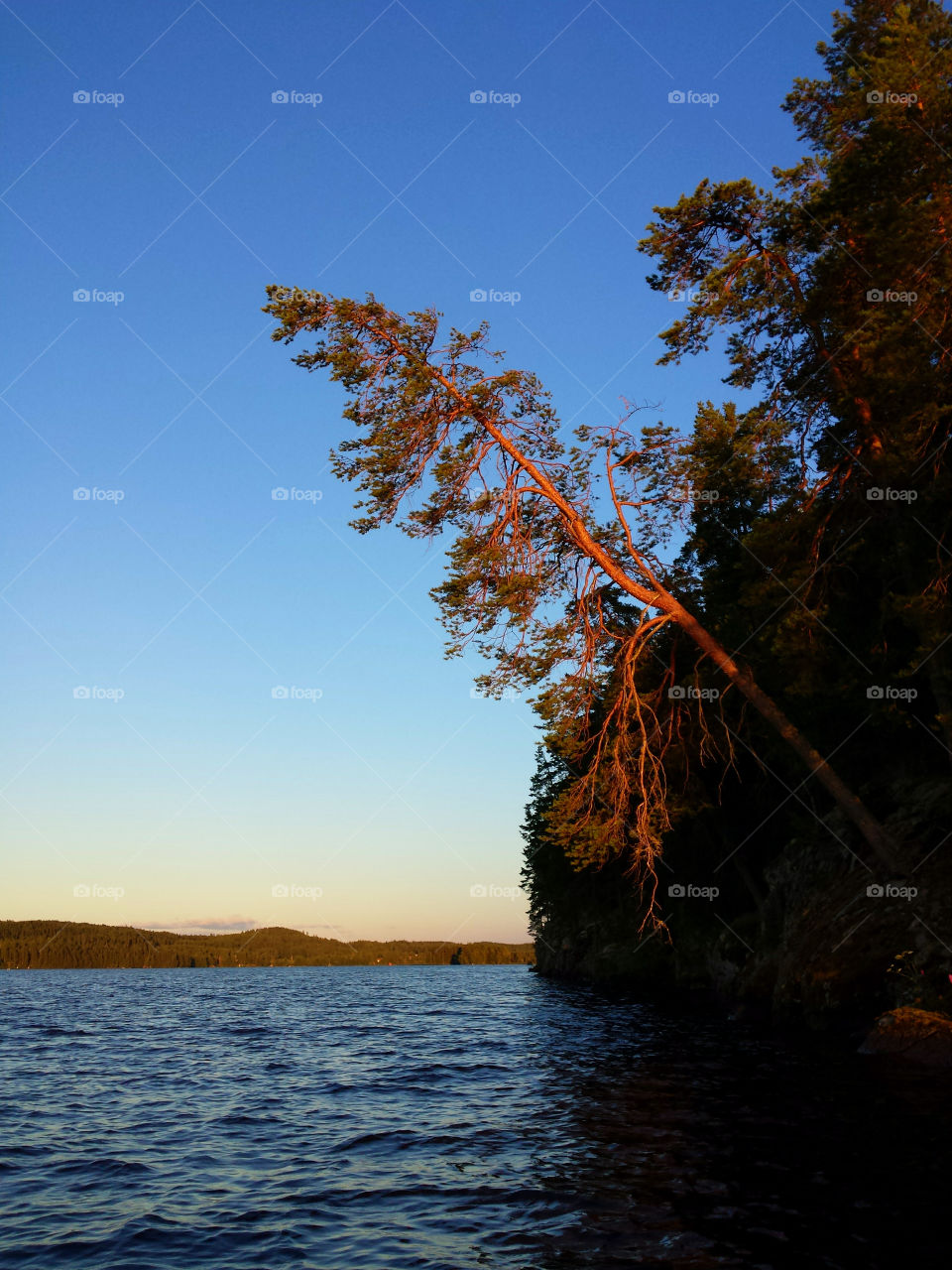 Pine tree at sunset light. Pine tree above a lake at sunset light in Western Finland