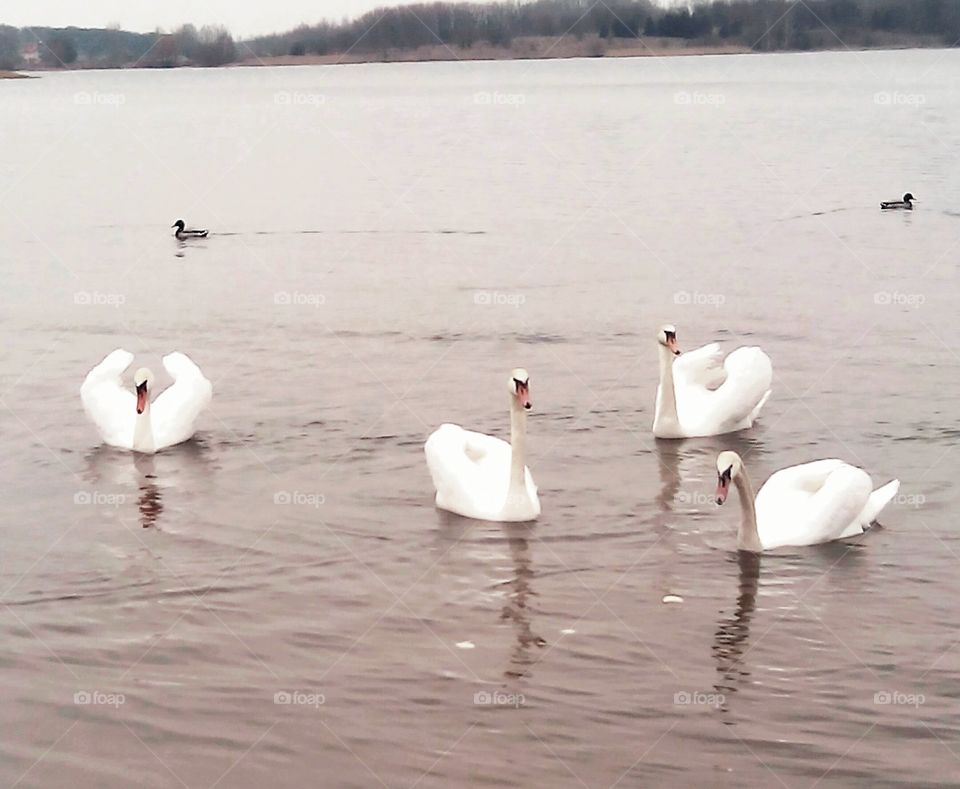 Swan, Bird, Lake, Water, Goose