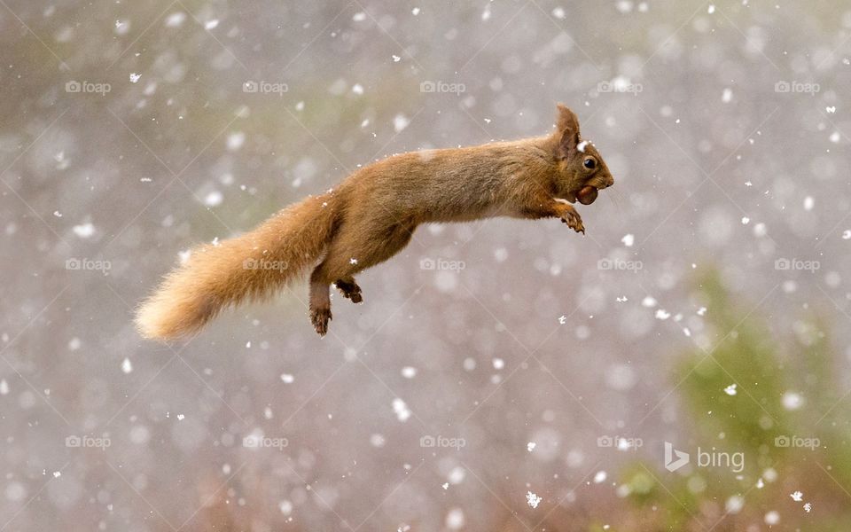 A flying red squirrel in snow