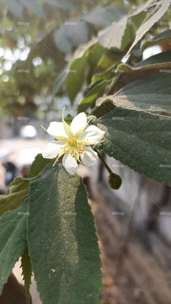 japanies apple tree with full blooming flowers all around with beautiful fragrance