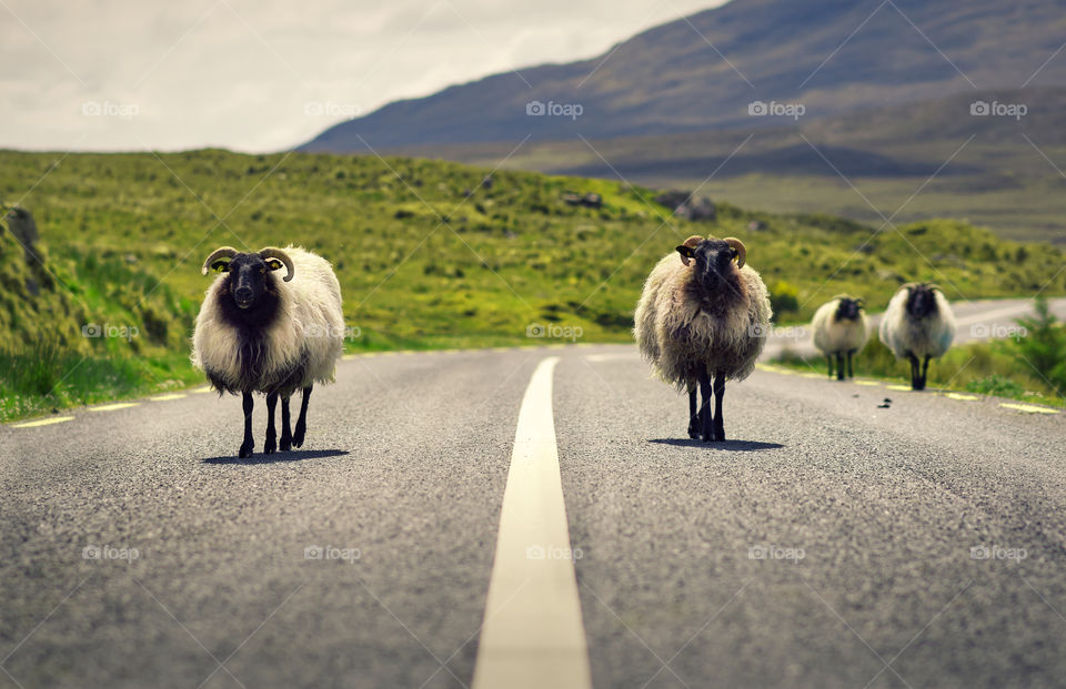 Sheeps on the road