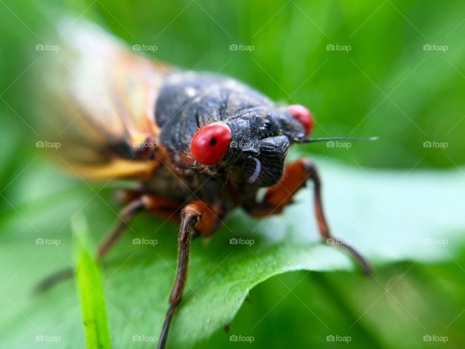 Rare macro shot of periodical cicada. Only available to photograph every 17 years!