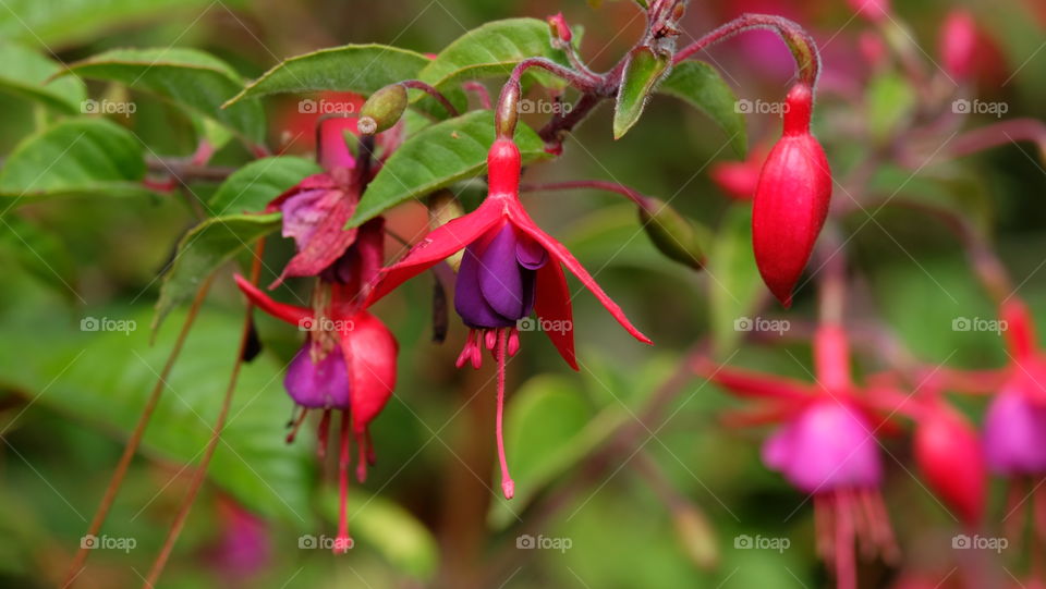 Vibrant flowers