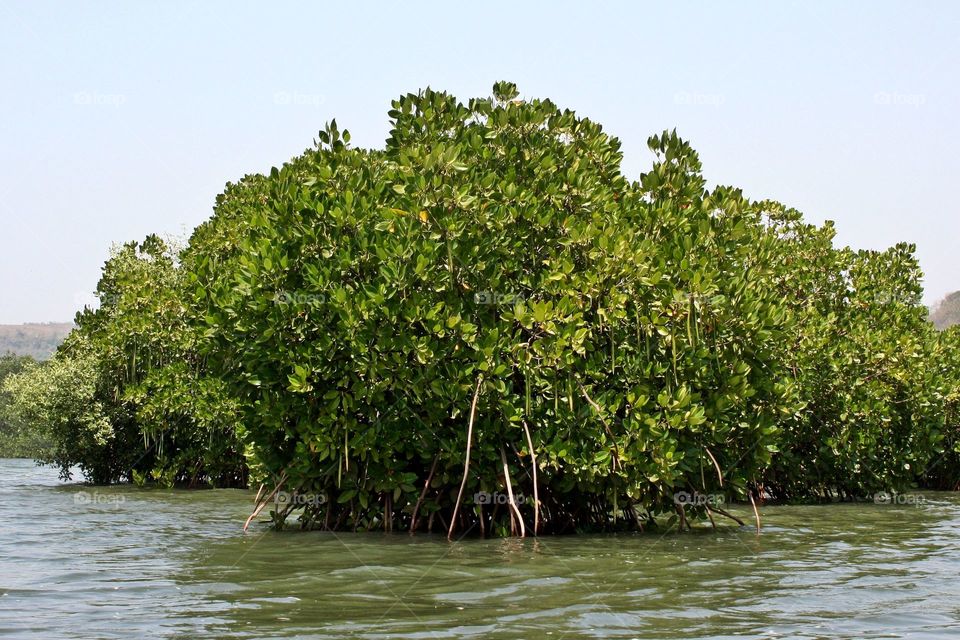 Mangroves 
a kind of ti