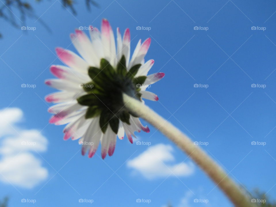 Daisy reaching towards the sun with white petals and pink tips