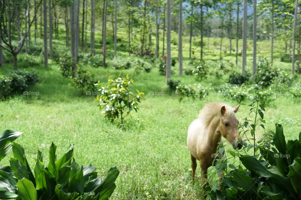 A white horse in the mountain forest.