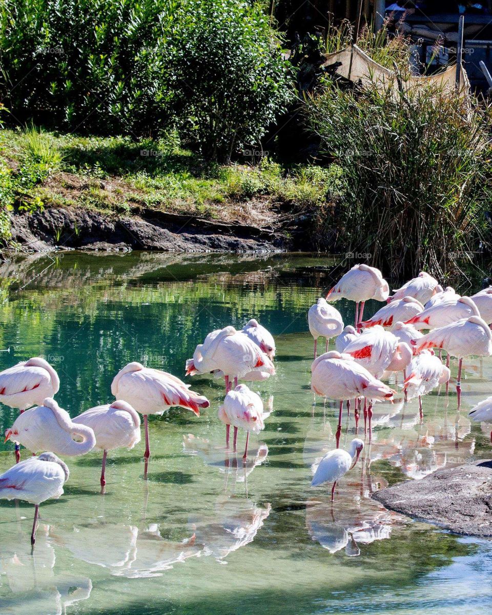 A flock of flamingos gather around some clear water in the sun