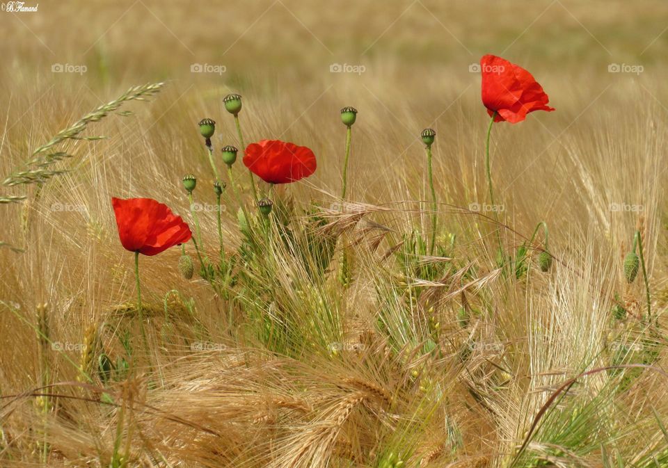 Summer field in the countryside