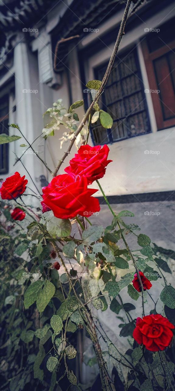 Red roses in the garden
