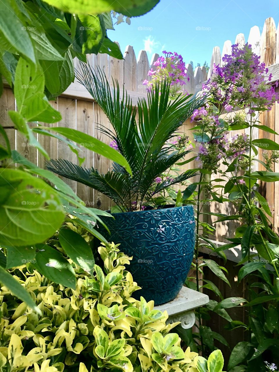 Palm tree in the pot / back yard garden 🪴