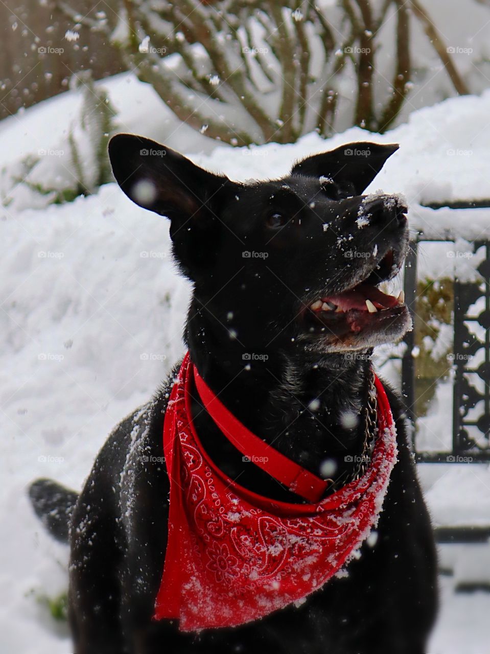 First snow of the season! Dog frolics in the fresh falling snow of Winter with enthusiasm.