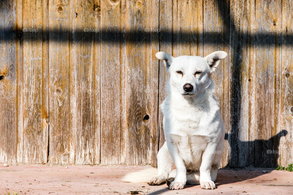 Wooden, Wood, Desktop, Animal, Rustic