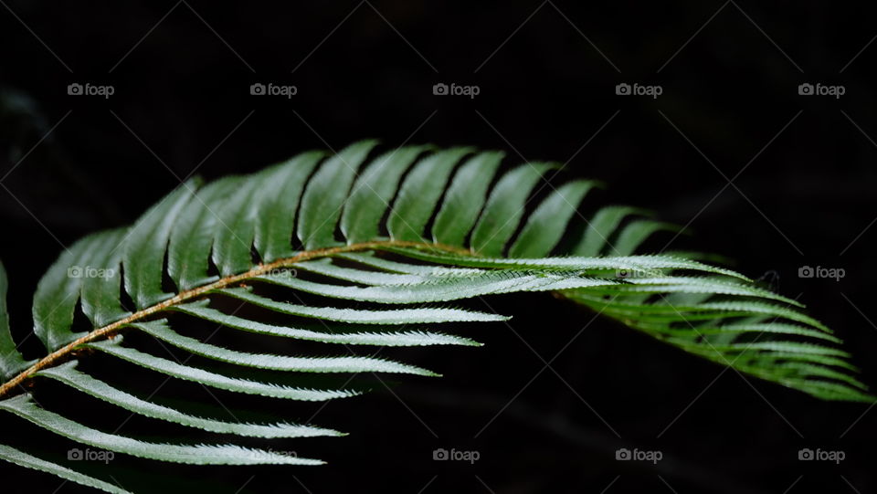 Fern and frond