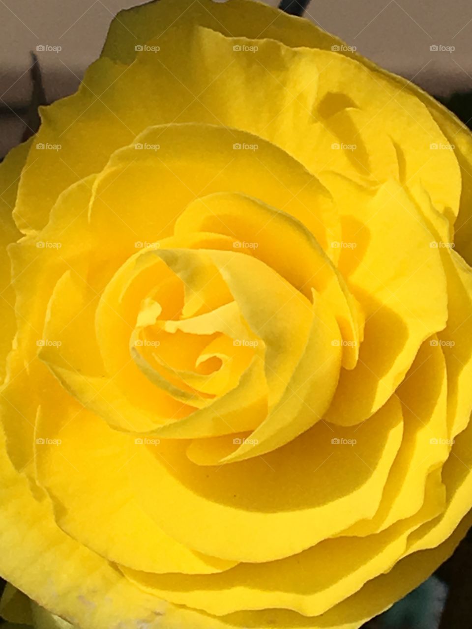 Yellow rose begonia 