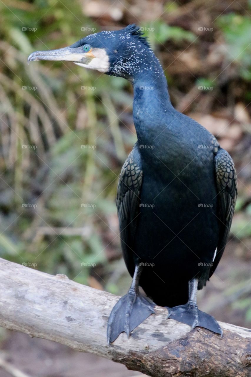 Cormorant 
