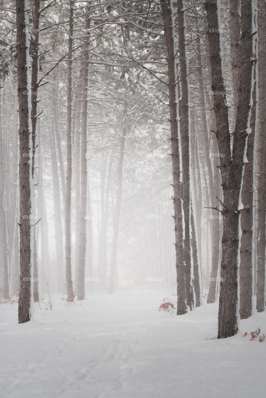 Woodland in winter with mist .
