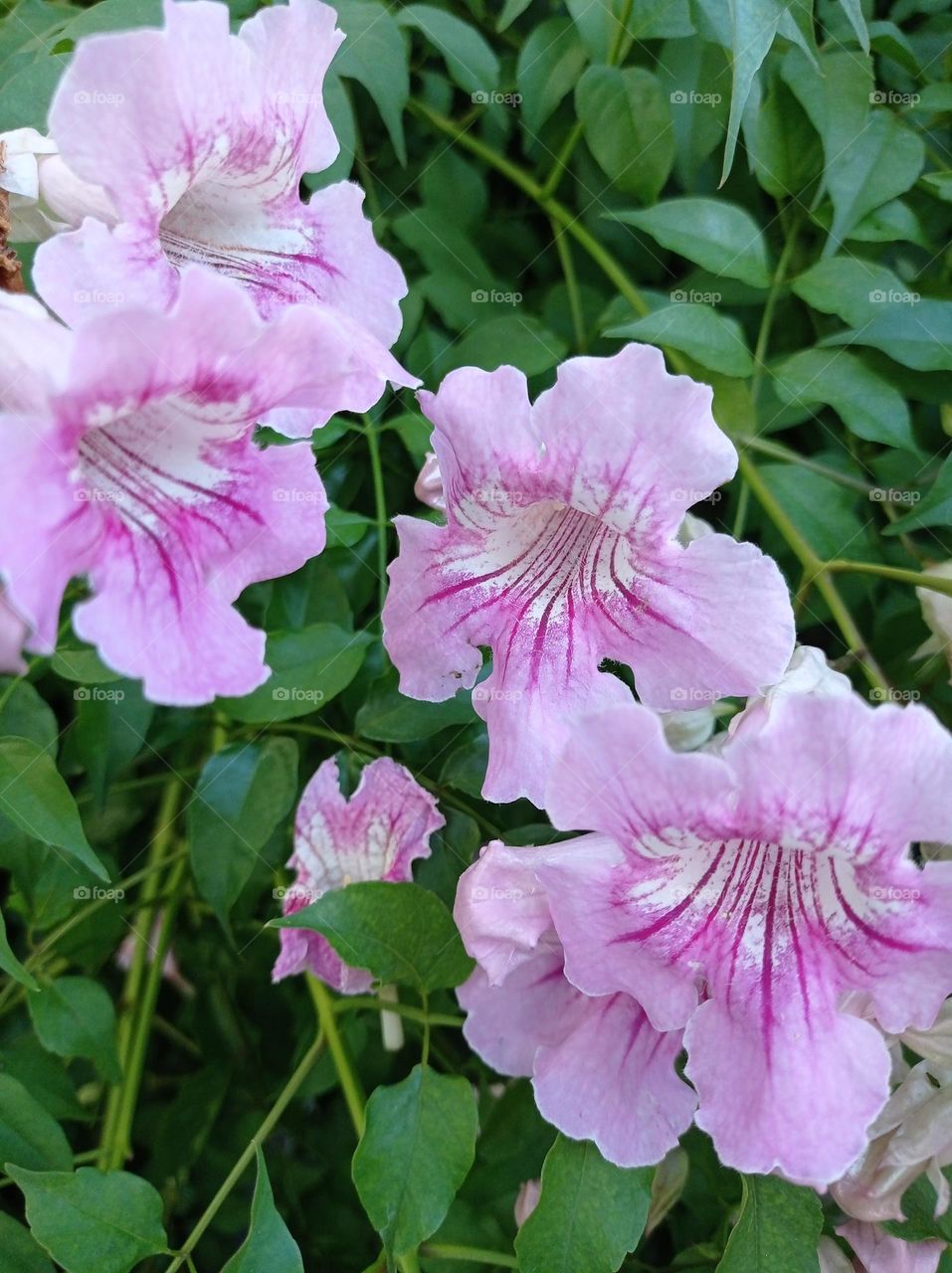 pastel pink bignonia flowers / podronea ricasoliana