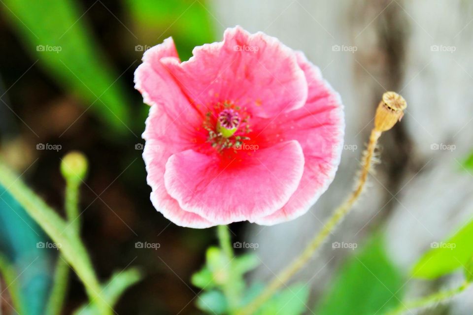 Pink flower