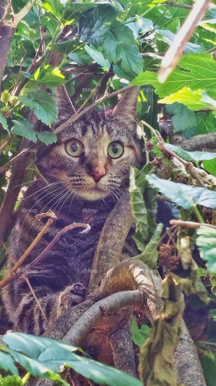 This is Hailey, my neighbors cat she is up in a  tree.. Stalking out the situation