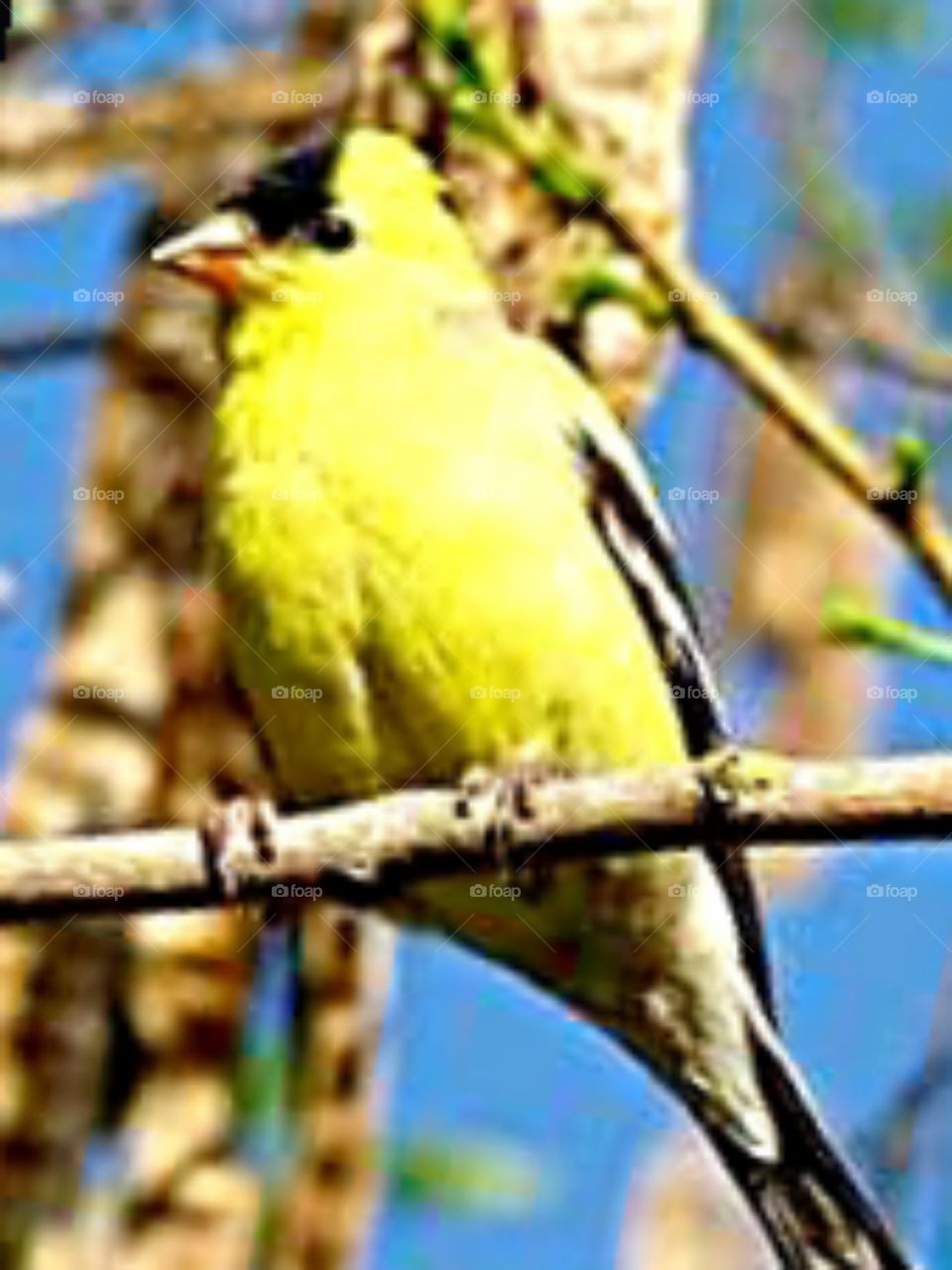 Yellow bird