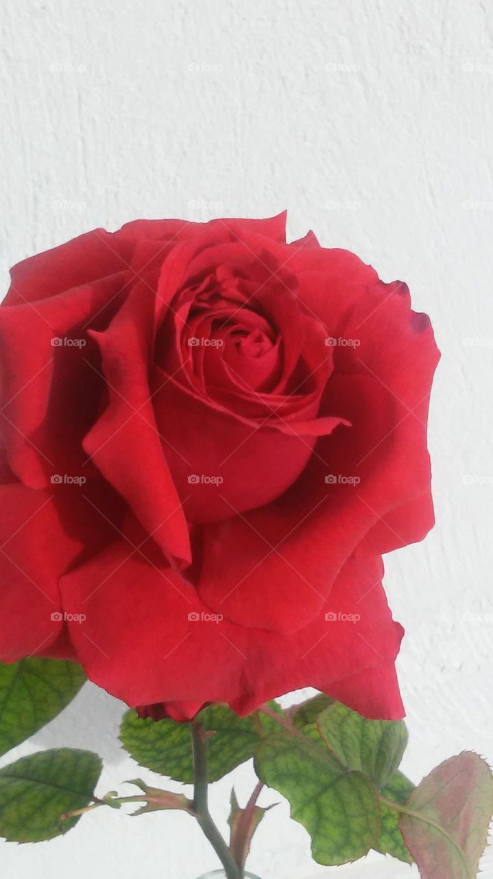 red rose