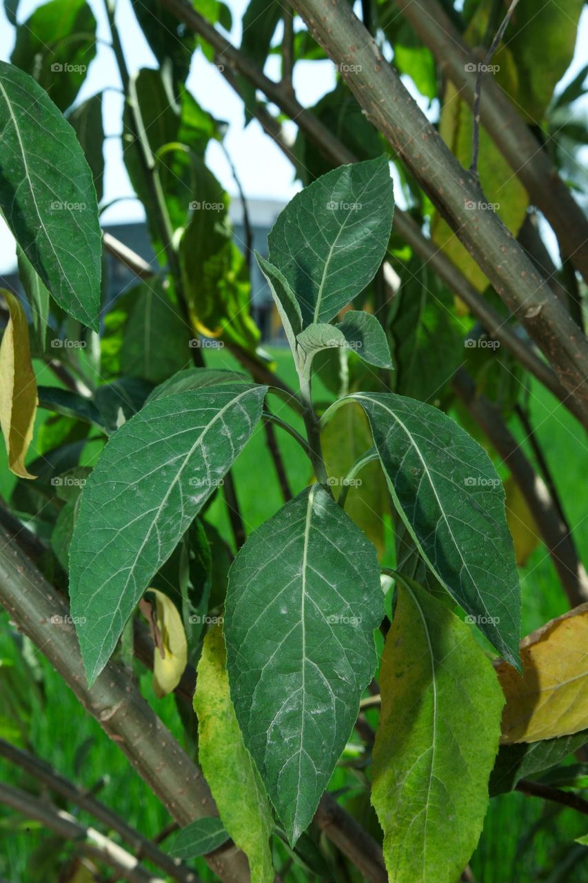 portrait of a plant nature terminalia