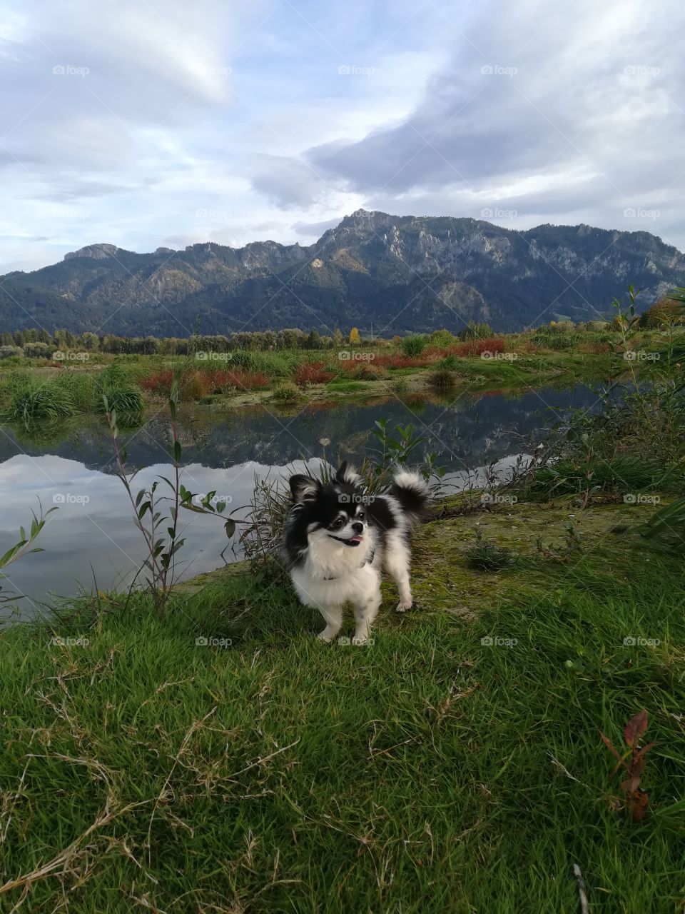 Chihuahua genießt die Berge