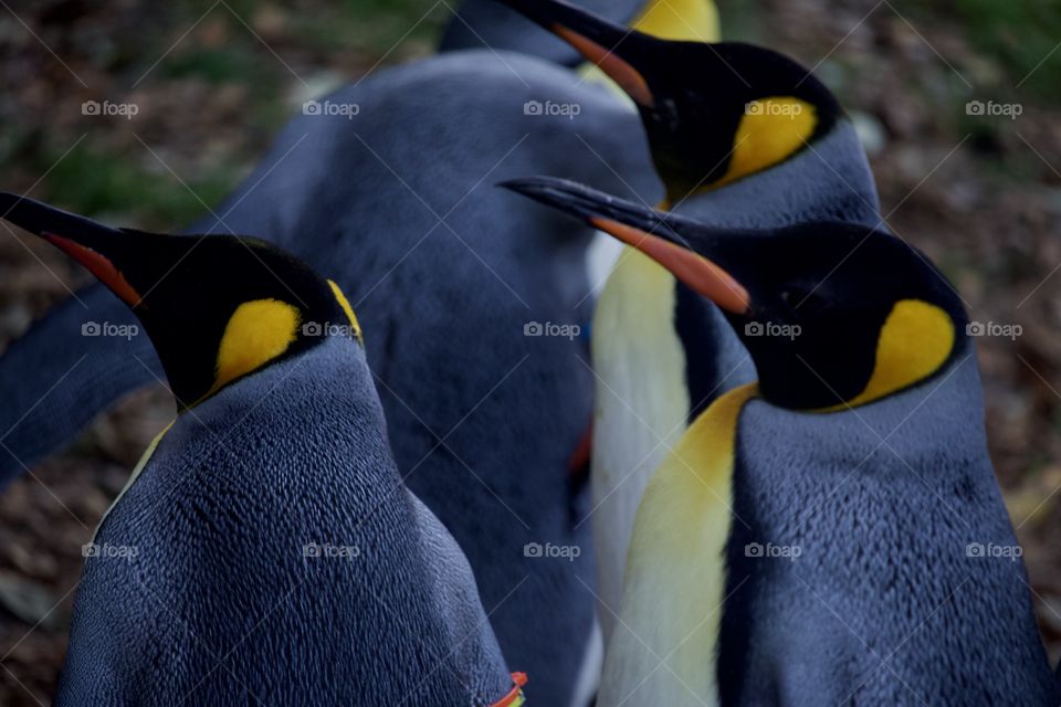 King Penguins